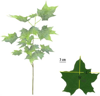 Comparison of five equations in describing the variation of leaf area distributions of Alangium chinense (Lour.) Harms